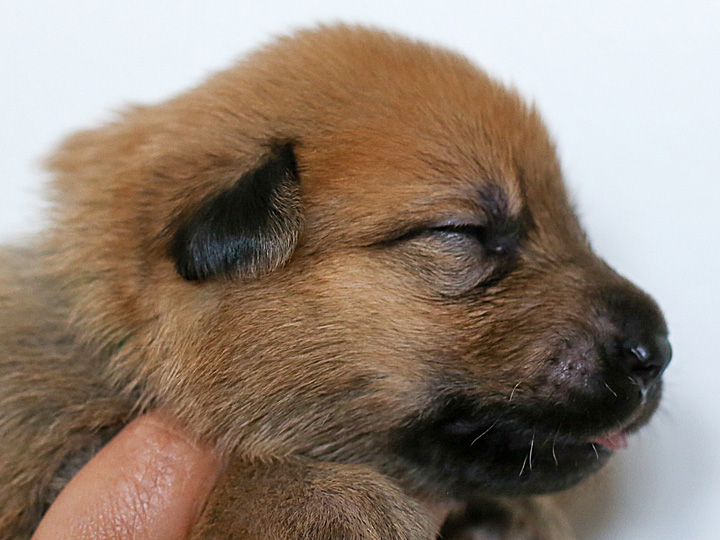 chinook puppy